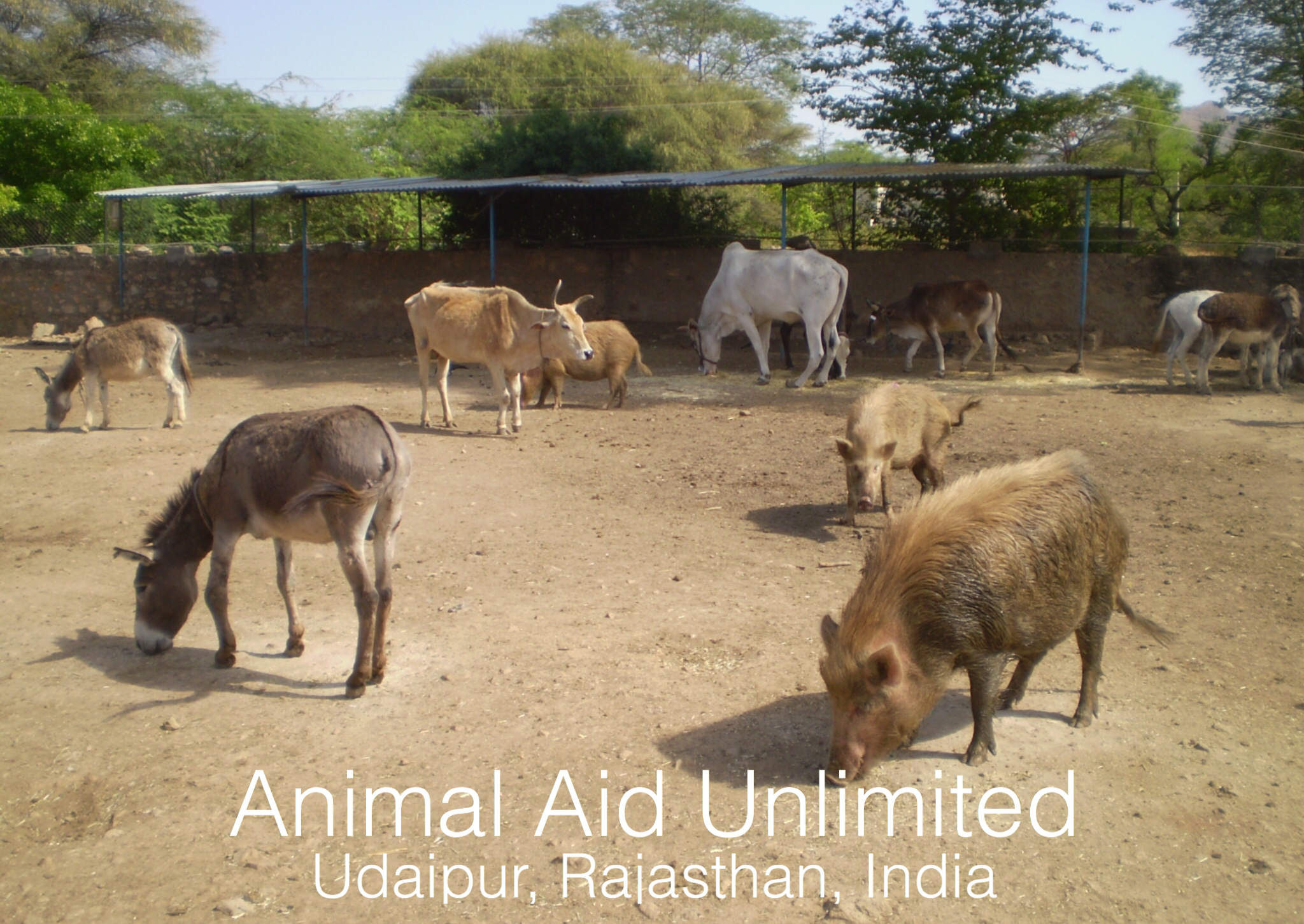 pigs, donkeys and cattle graze a dusty courtyard