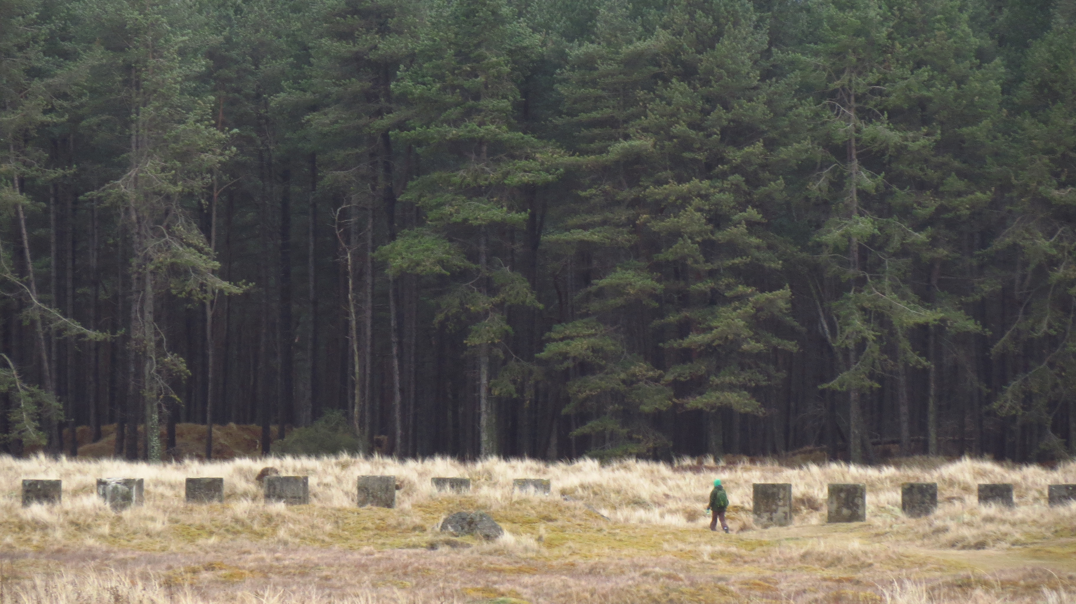 a figure walking towards a giant pine forest, with trees over ten times their height