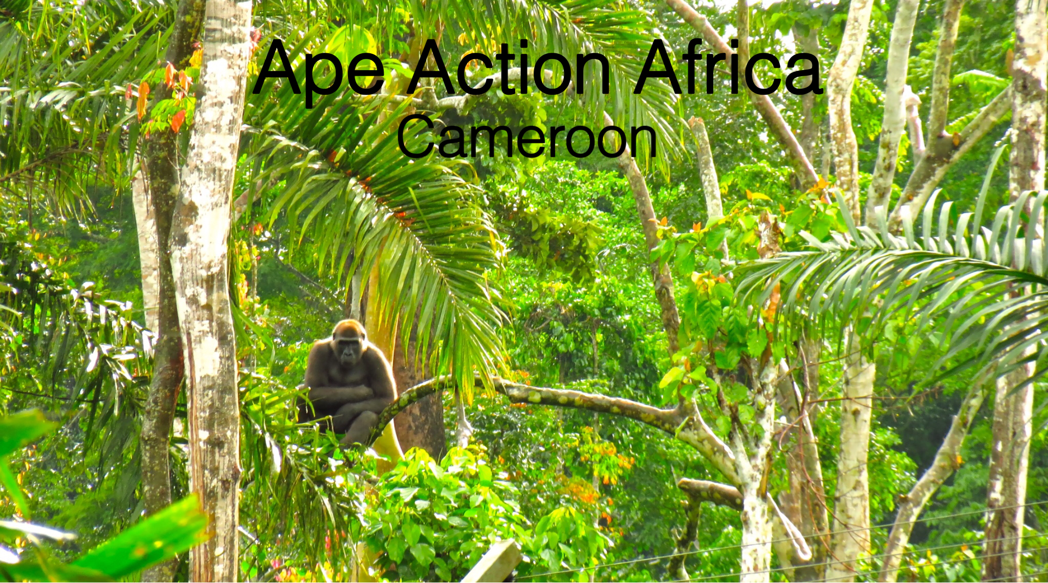 a gorilla sits high up in the forest canopy