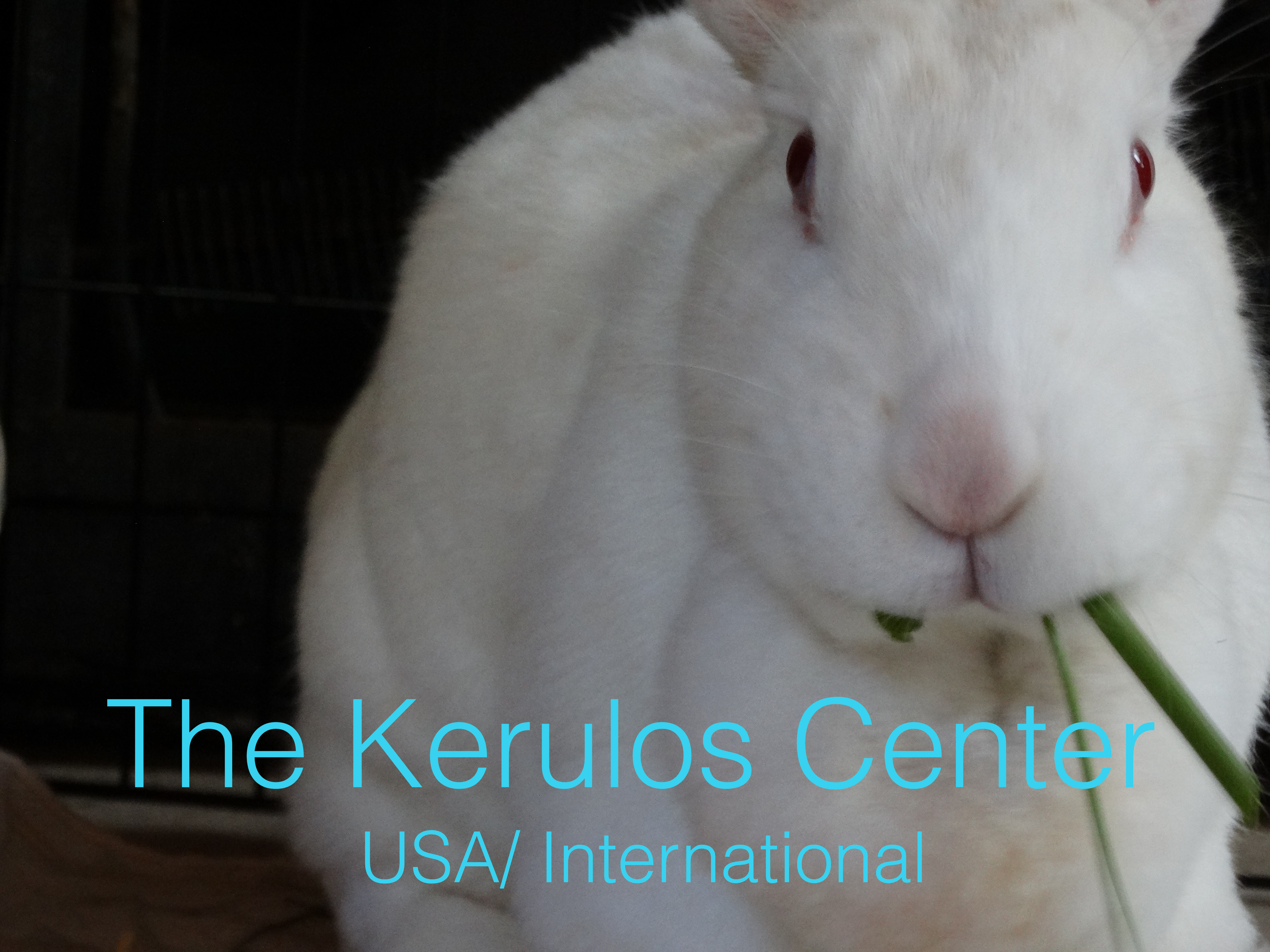 White rabbit eating a plant